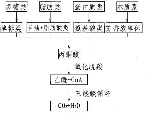 固化載體微生物的污水處理劑及制備方法