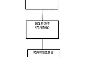 煤地質(zhì)微生物形態(tài)和數(shù)量的檢測(cè)方法