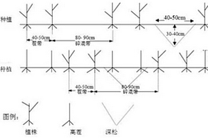 東北地區(qū)的玉米耕作栽培方法