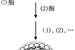 過氧化物酶-納米磁鐵顆粒功能材料的合成方法