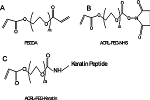 角蛋白肽修飾的聚乙二醇水凝膠，其制備方法與應用