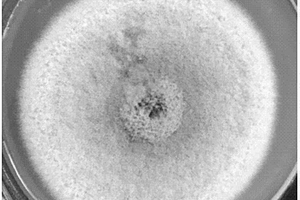 擬盾殼霉屬微生物、生物質炭基復合材料制備方法及應用