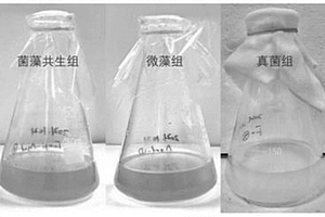 菌藻混合物、菌藻共生體系及其構(gòu)建方法和應(yīng)用