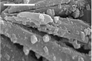 負載型固體堿催化劑、其制備方法以及其在合成新型生物柴油中的應(yīng)用