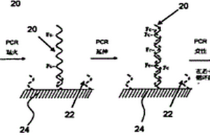 用電導(dǎo)或電化學(xué)活躍標(biāo)簽實(shí)時(shí)定量分析與監(jiān)察核酸擴(kuò)增的方法與系統(tǒng)