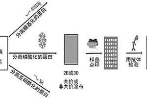 用于分析蛋白修飾的化學(xué)上官能化的陣列