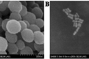 檢測(cè)β?淀粉樣蛋白的電化學(xué)發(fā)光免疫傳感器及其構(gòu)建