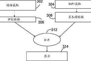 用于組織的增強的病理學測定和多分析物檢測的多模態(tài)對比和明場背景再現(xiàn)