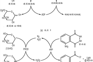 檢測化學(xué)發(fā)光反應(yīng)的系統(tǒng)和方法