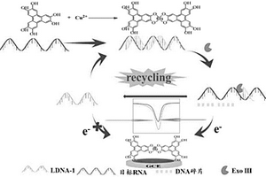 基于銅-六羥基三亞苯的miRNA-21電化學(xué)傳感器及檢測(cè)方法