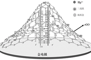 基于快速掃描循環(huán)伏安技術檢測汞離子的電化學生物傳感器的制備方法及其應用