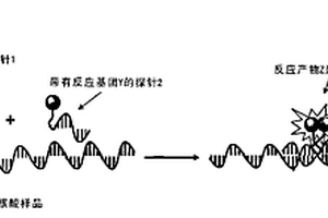 通過核酸模板化學(xué)生物檢測的相關(guān)應(yīng)用