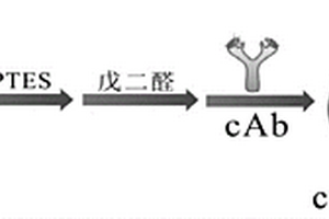 基于快速掃描陽極溶出伏安技術檢測食源性致病菌的電化學免疫傳感器的制備方法及其應用