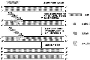 常溫恒溫快速檢測偽狂犬病病毒的引物、探針、試劑及試劑盒