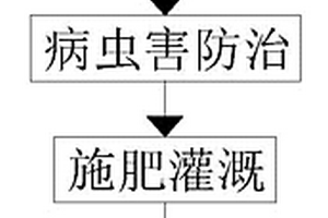 高產量雜交水稻及其種植方法