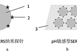 pH敏感型表面增強(qiáng)拉曼散射探針及其制備